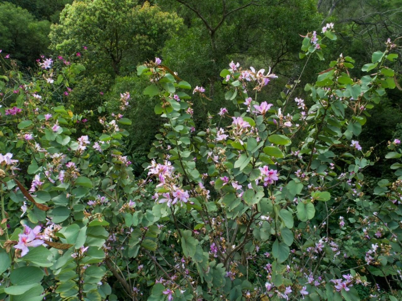 Flowering Orchid Trees