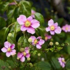 Pink anemone flowers growing in garden
