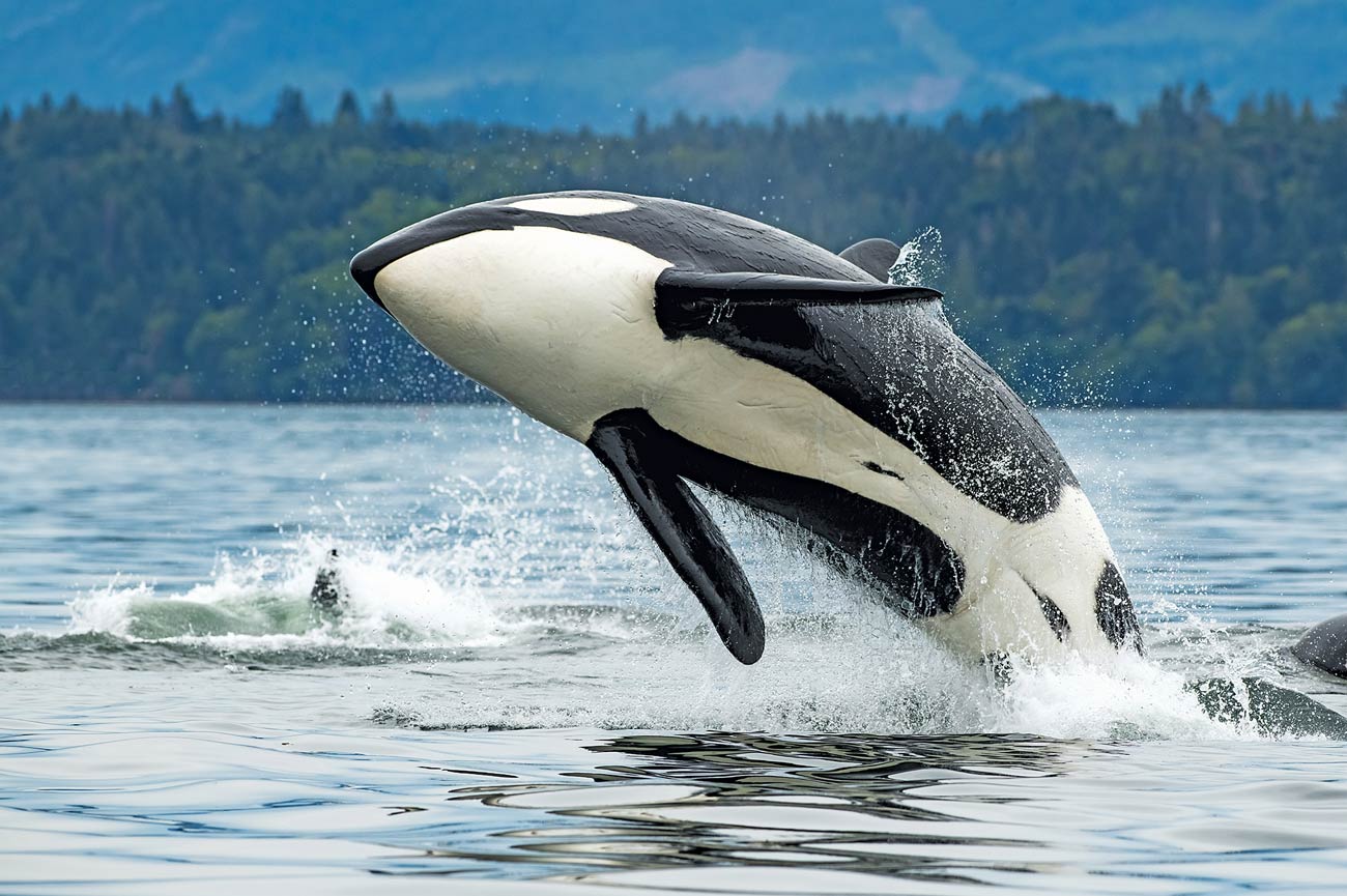 A killer whale swimming in Cowichan Bay