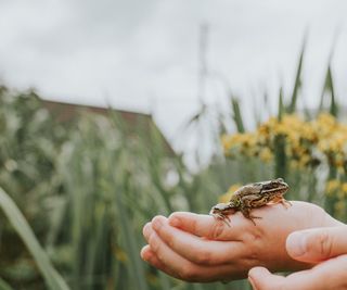 Child's hands holding a frog