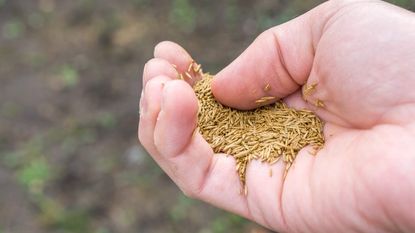 Hand holding grass seed, with some seeds scattered onto fresh soil