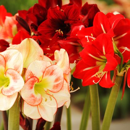 amaryllis grouping of red, white and variegated flowers