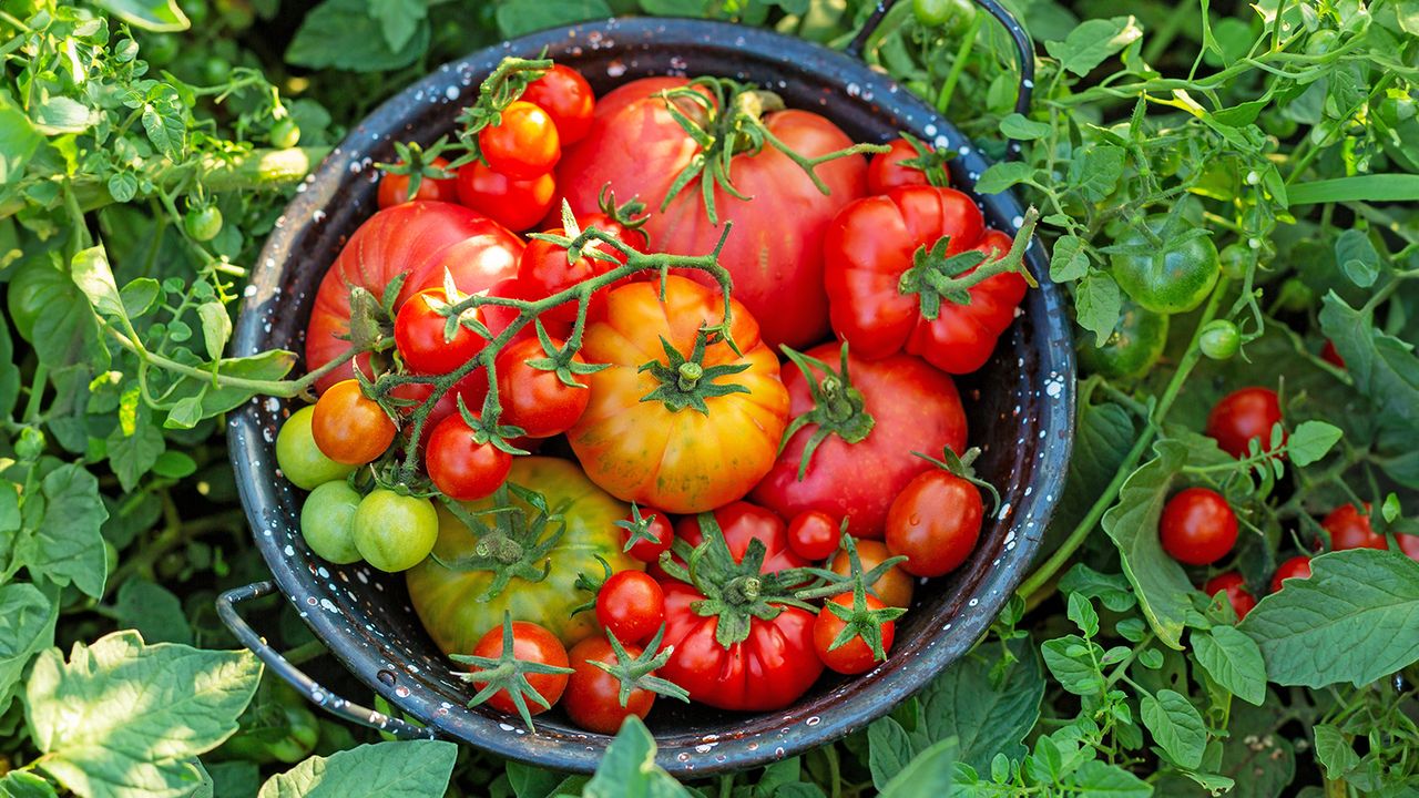 Freshly harvested tomatoes in a colander on vegetable plot