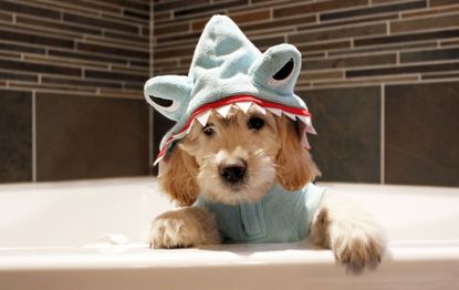 baby shark dog costume