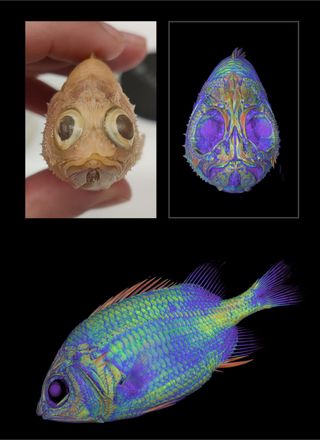 CT scan of a cardinal soldierfish (Plectrypops retrospinosus) with specimen photo on top left corner.