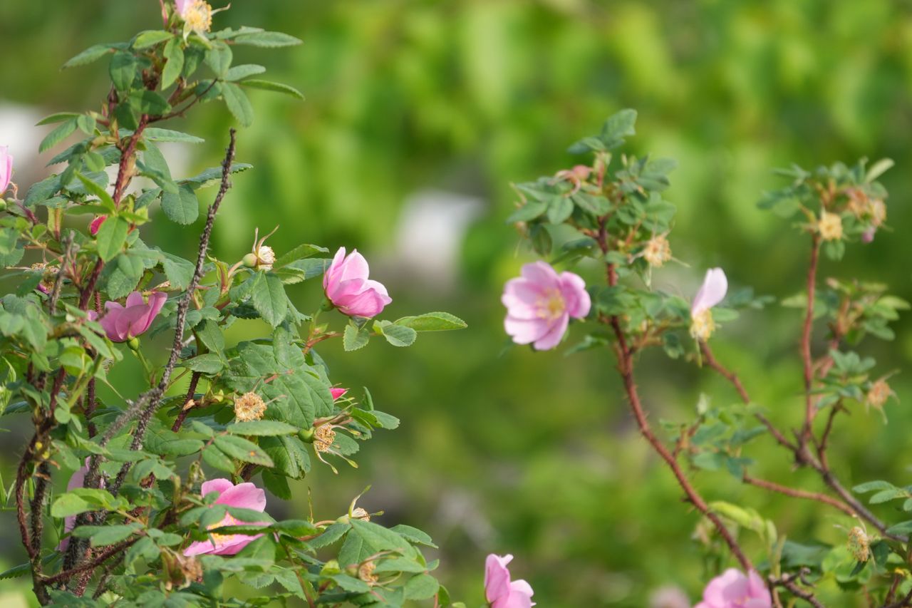 Sample images shot with the Sony RX10 V