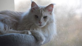 a long-haired white cat lies on a perch and looks into the camera