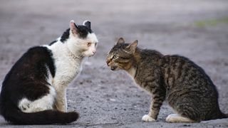 two cats "talking"