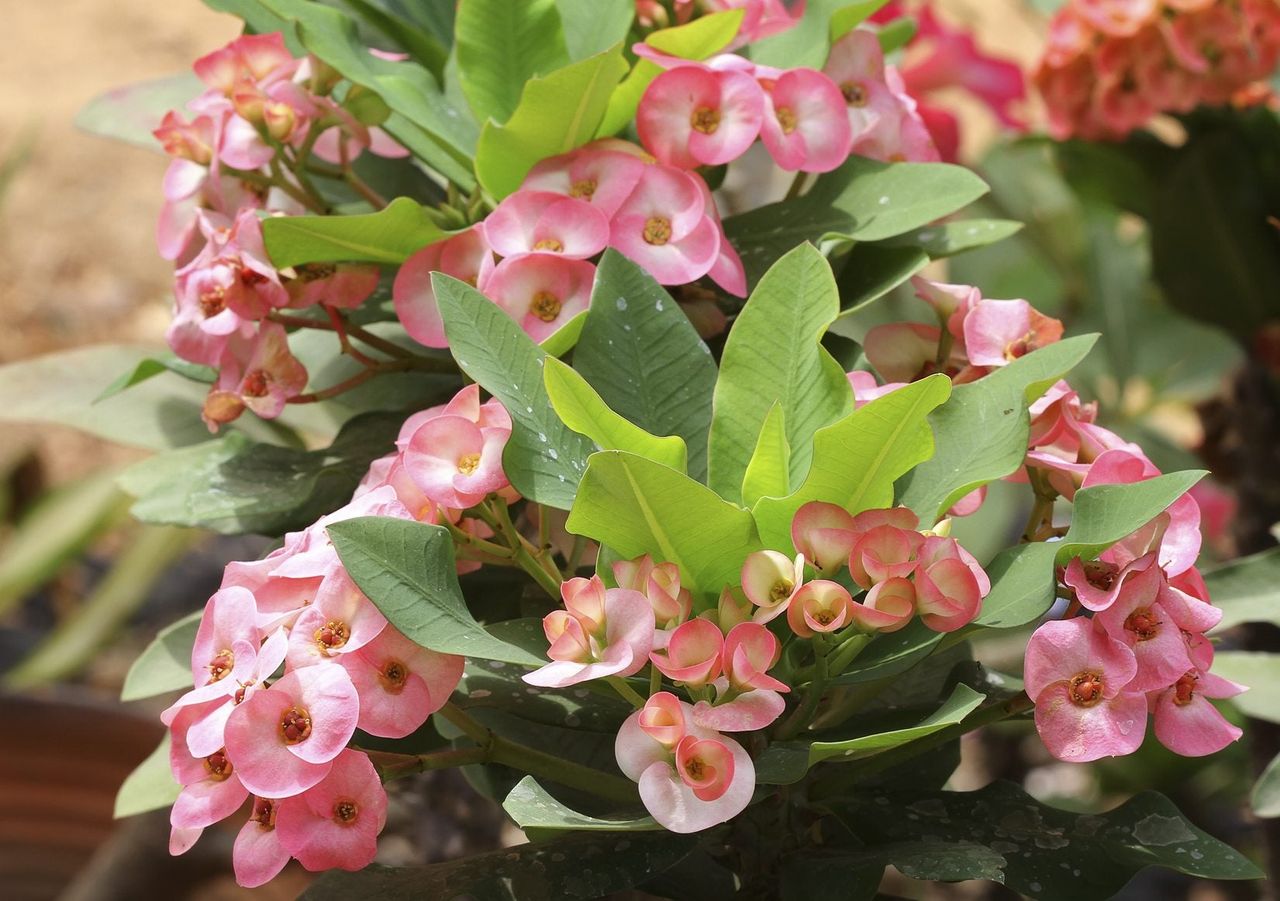 Pink Flowered Crown Of Thorn Plant