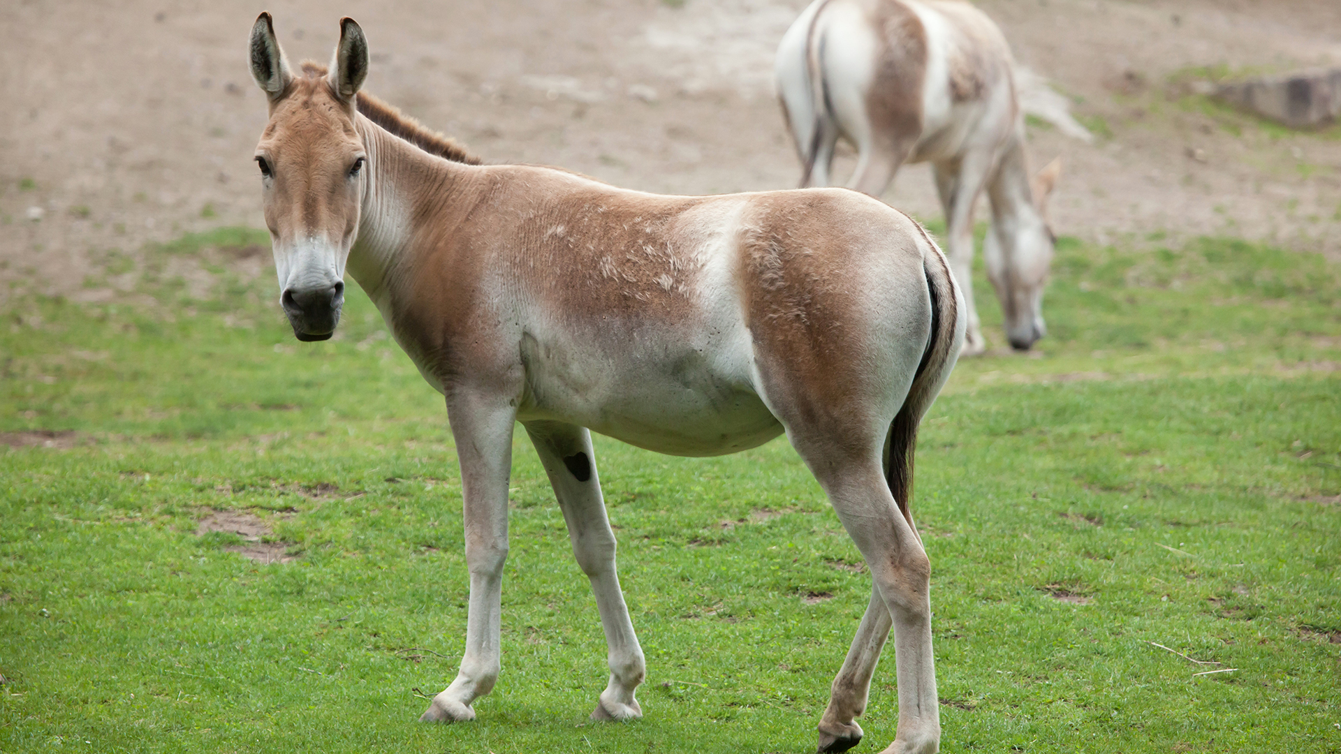 Kulans (Equus hemionus kulan) are wild donkeys that are primarily found in Turkmenistan.