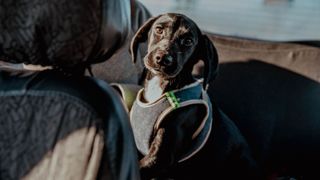 puppy wearing a car safety harness in a back seat