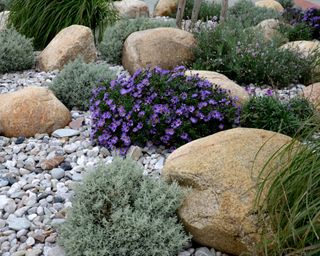 flowerbed with plants in gravel and boulders