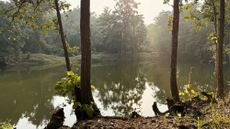 Pond illuminated by the morning Sun in Bhitarkanika Mangrove Forest, Odisha, India