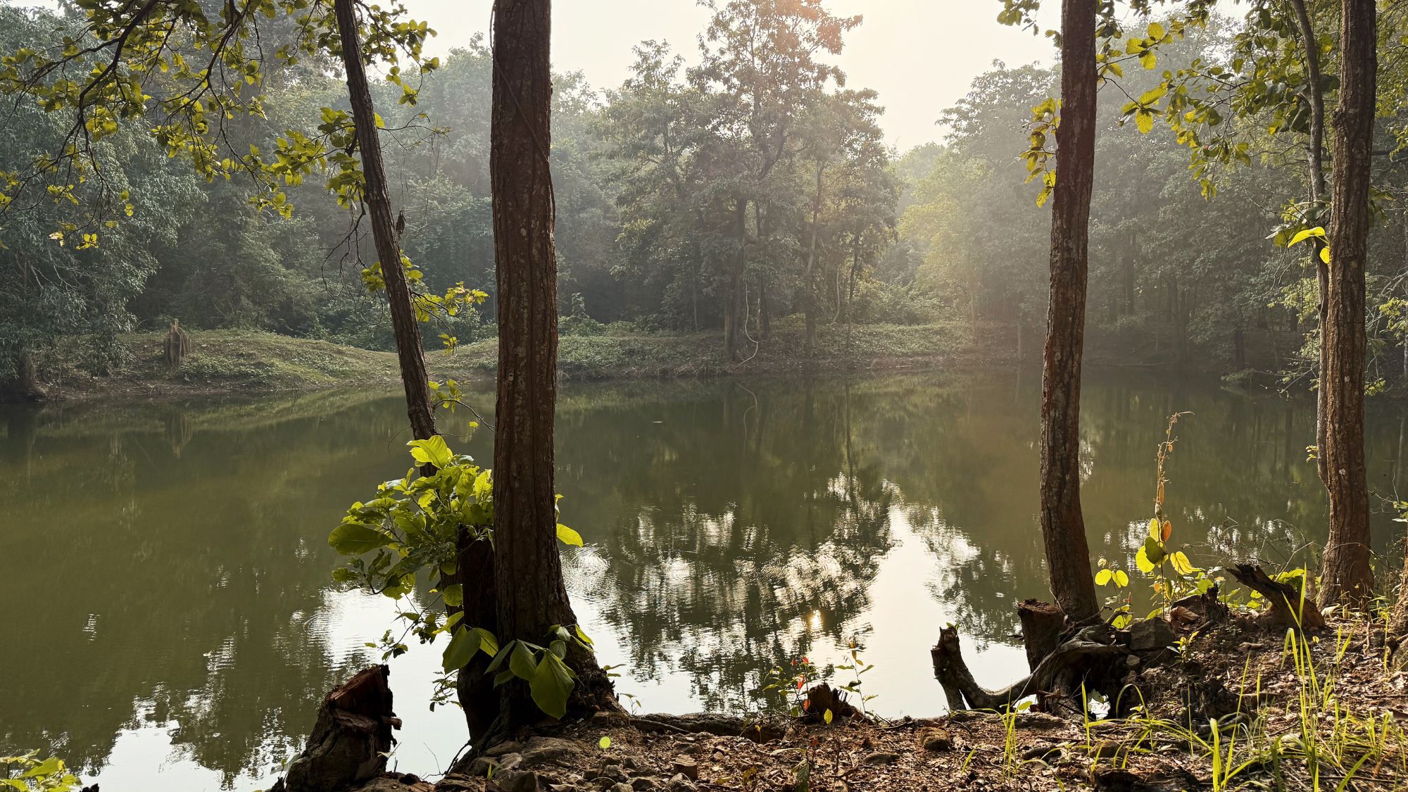 Pond illuminated by the morning Sun in Bhitarkanika Mangrove Forest, Odisha, India