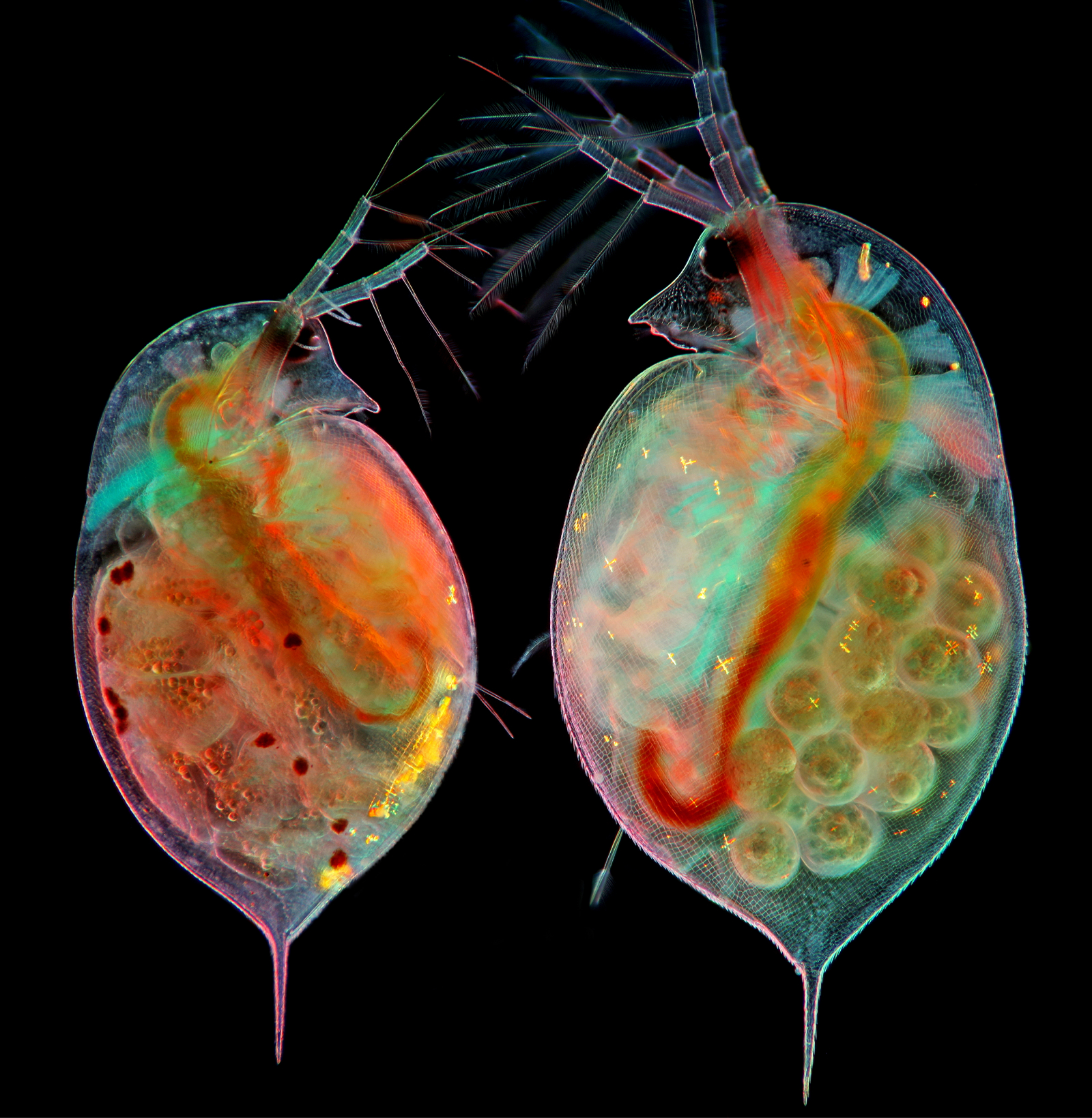 Duas pulgas d'água (Daphnia sp.) com embriões (esquerda) e ovos (direita)