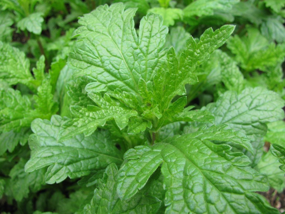 vervain foliage