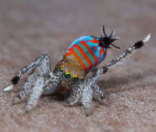 A colorful peacock spider