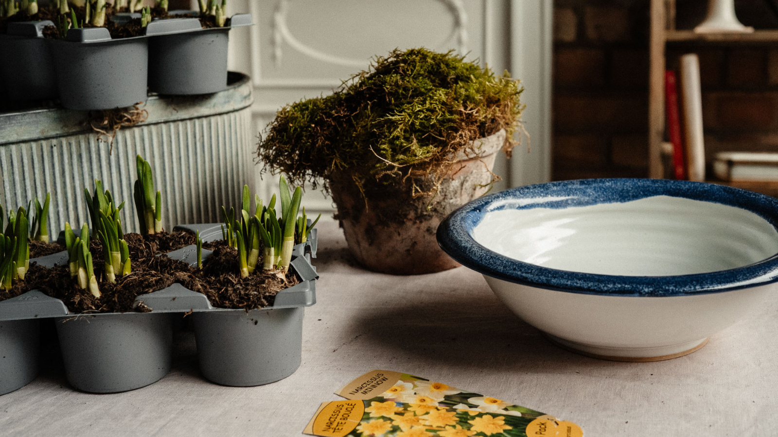 Ceramic bowl, pot with moss, daffodil shoots and plant labels on table