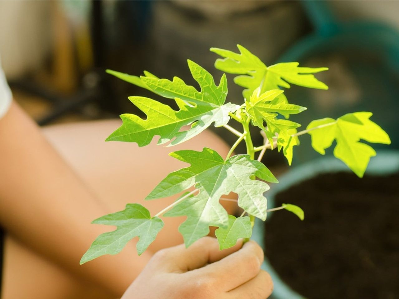 Hands holding a small papaya sapling