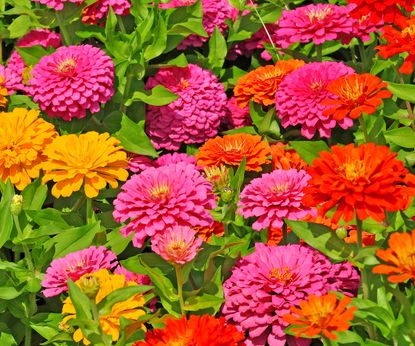 8 Of The Best Flowers For Monarch Butterflies | Gardening Know How