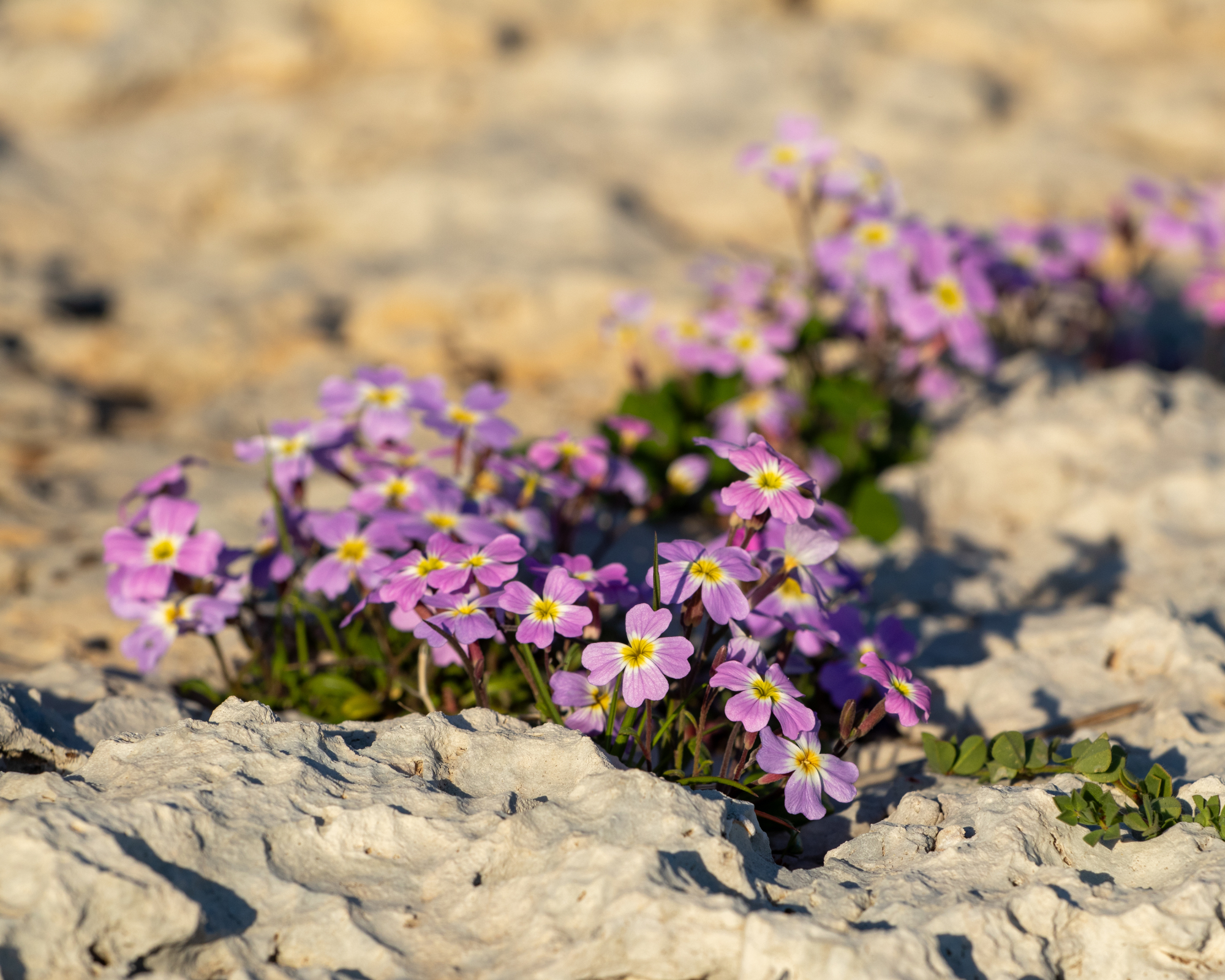 Virginia stock Malcolmia maritima growing in a crack between rocks