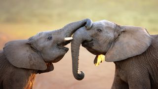 Two elephant calves play together with their trunks