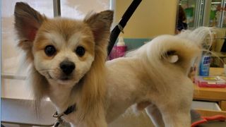 A chihuahua proudly showing off his dog mullet