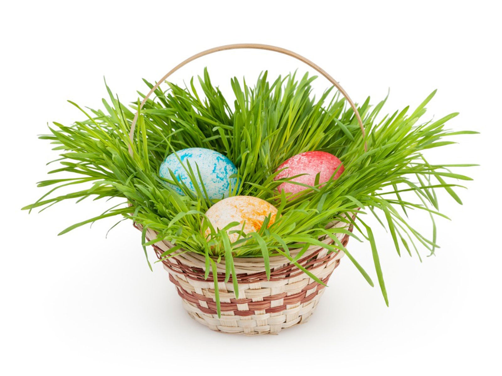 Grow Your Own Easter Basket Wheat Grass