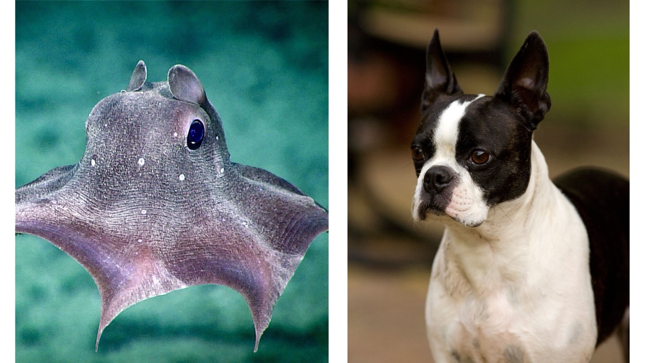 Side-by-side comparison of a dumbo octopus and a Boston terrier, highlighting their large eyes, compact shapes and irresistibly cartoon-like appearance.
