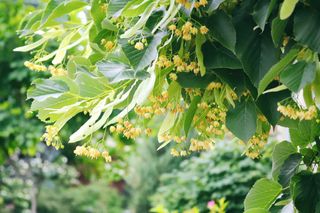 Linden Flowers on tree