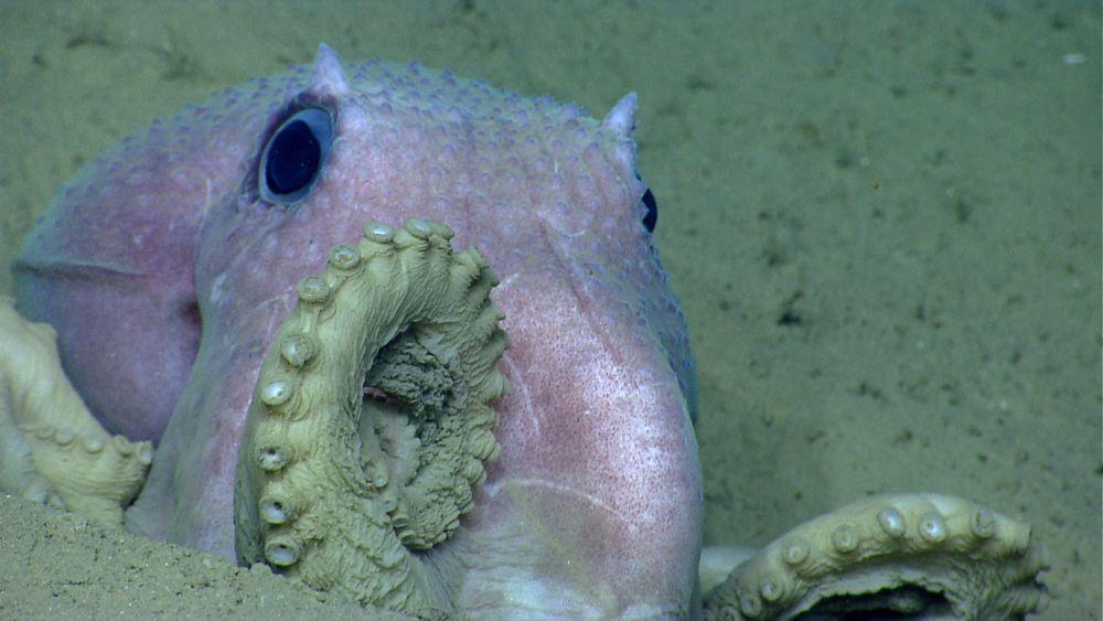 An octopus spotted by NOAA Ship Okeanos Explorer&#039;s remotely operated vehicle near Shallop in the Atlantic Ocean.