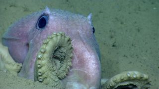 An octopus spotted by NOAA Ship Okeanos Explorer's remotely operated vehicle near Shallop in the Atlantic Ocean.