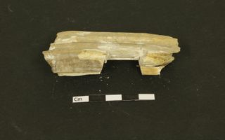 A sliver cut from a horse's molar found in Berufjörður, Iceland provided enough ancient DNA to reveal the sex of the animal, buried by Vikings long ago.