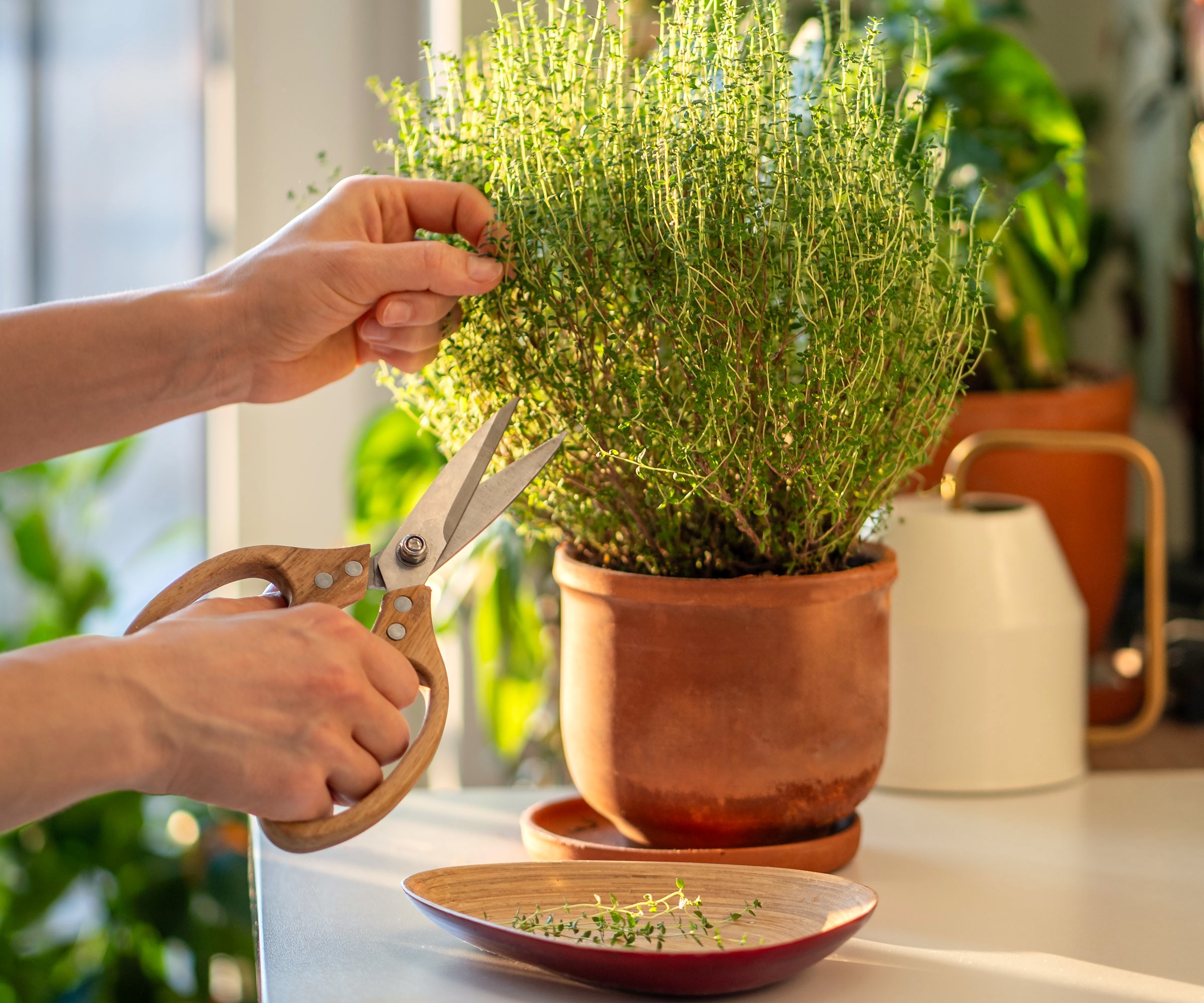 cutting potted thyme on kitchen worktop