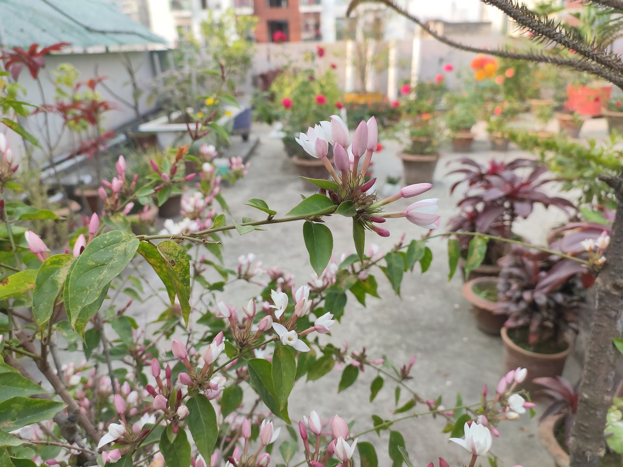 RedMagic 7 phone camera sample