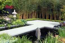 how to revive a bamboo by growing it in a backyard around a water feature and borders 