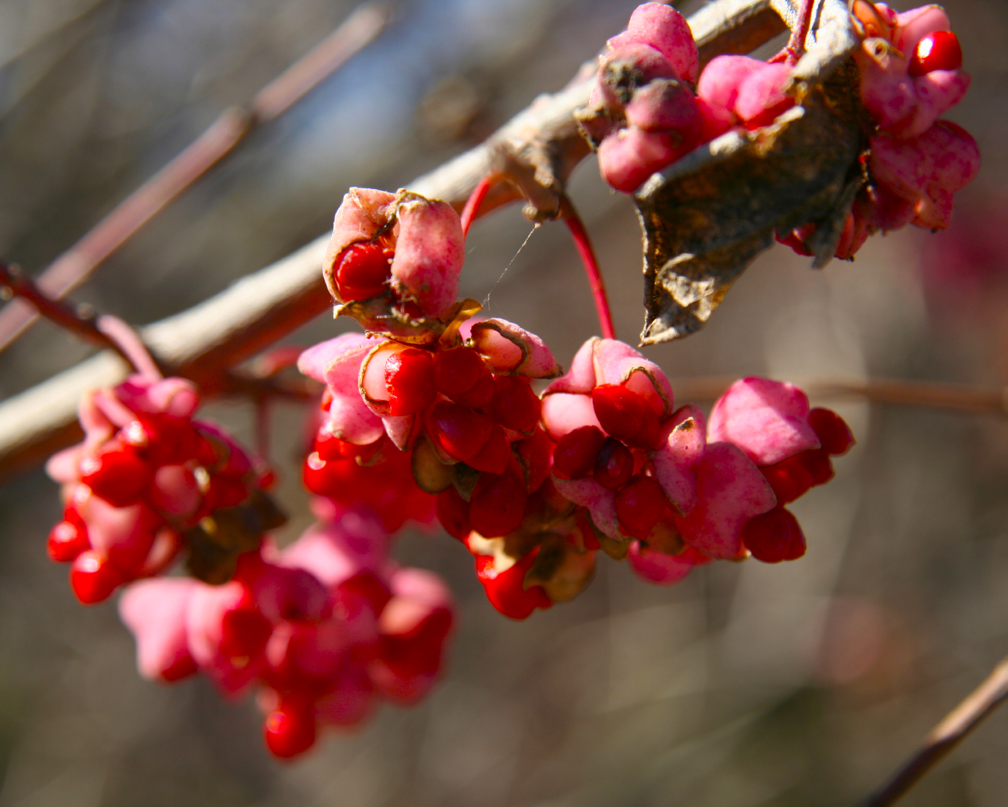 Eastern wahoo berries