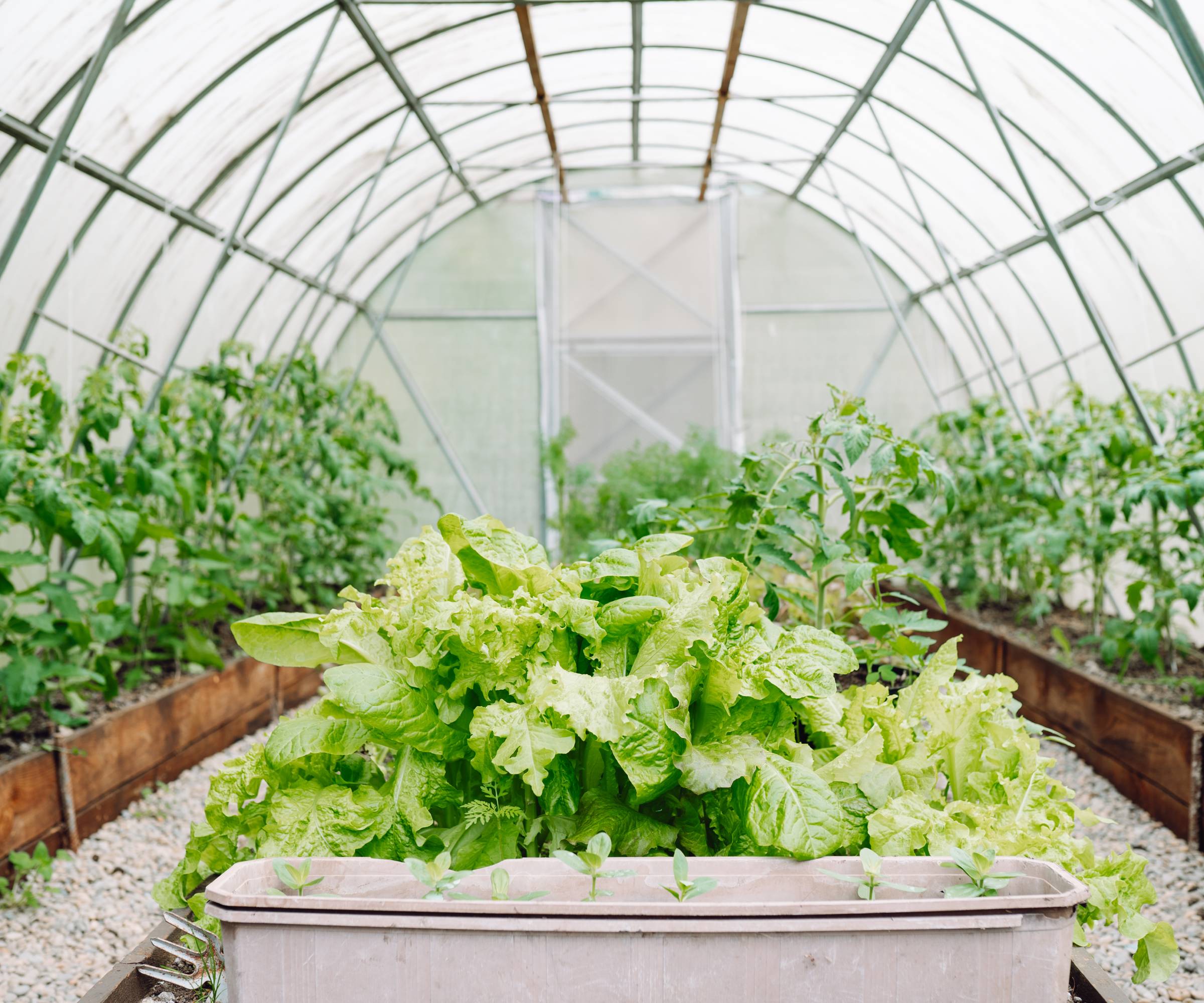 Lettuce growing in the foreground in a greenhouse