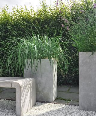 tall planters with grasses and privacy hedge