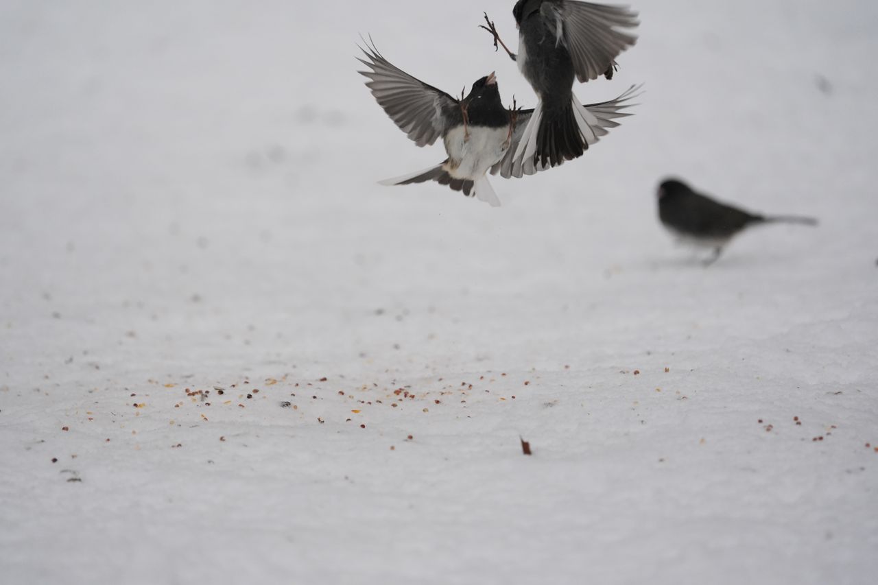 A bird photo taken with the Sony A7 V and FE 200-600mm f/25.6-6.3 G OSS