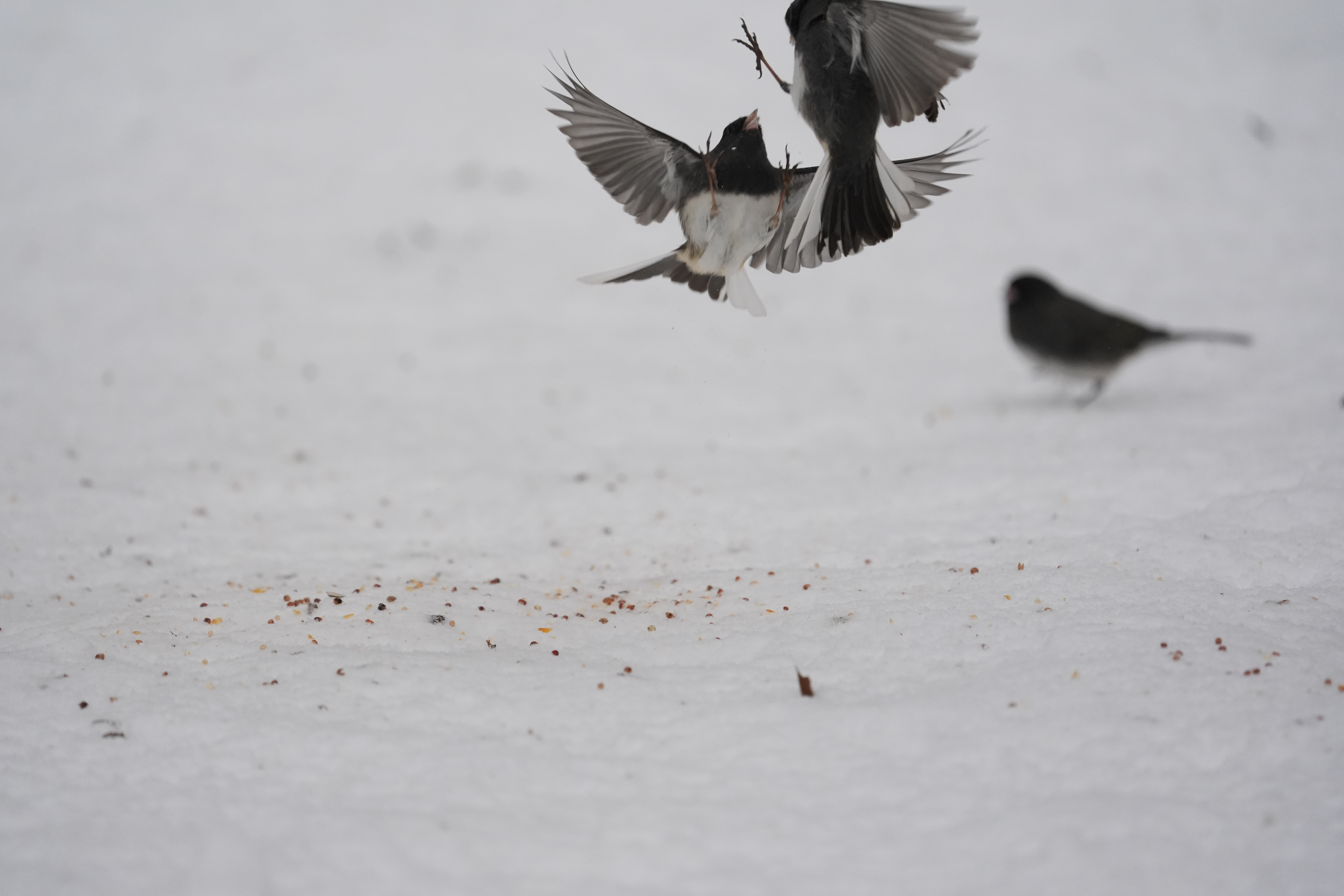 A bird photo taken with the Sony A7 V and FE 200-600mm f/25.6-6.3 G OSS