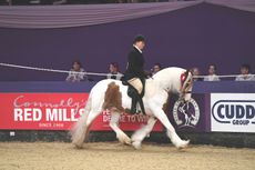 Rodney-Trotter-Coloured-Horse_HOYS_PN18__238204121_378041992.jpg