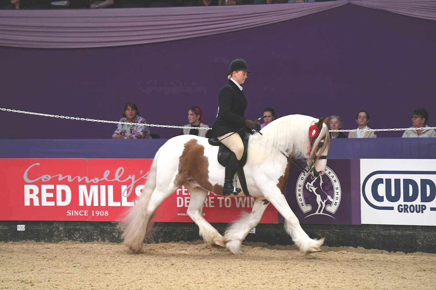 Rodney-Trotter-Coloured-Horse_HOYS_PN18__238204121_378041992.jpg