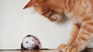 Cat standing over mouse peeking out of mouse hole