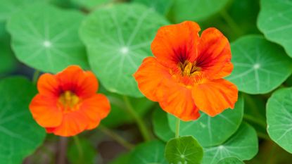 nasturtium flowers and leaves