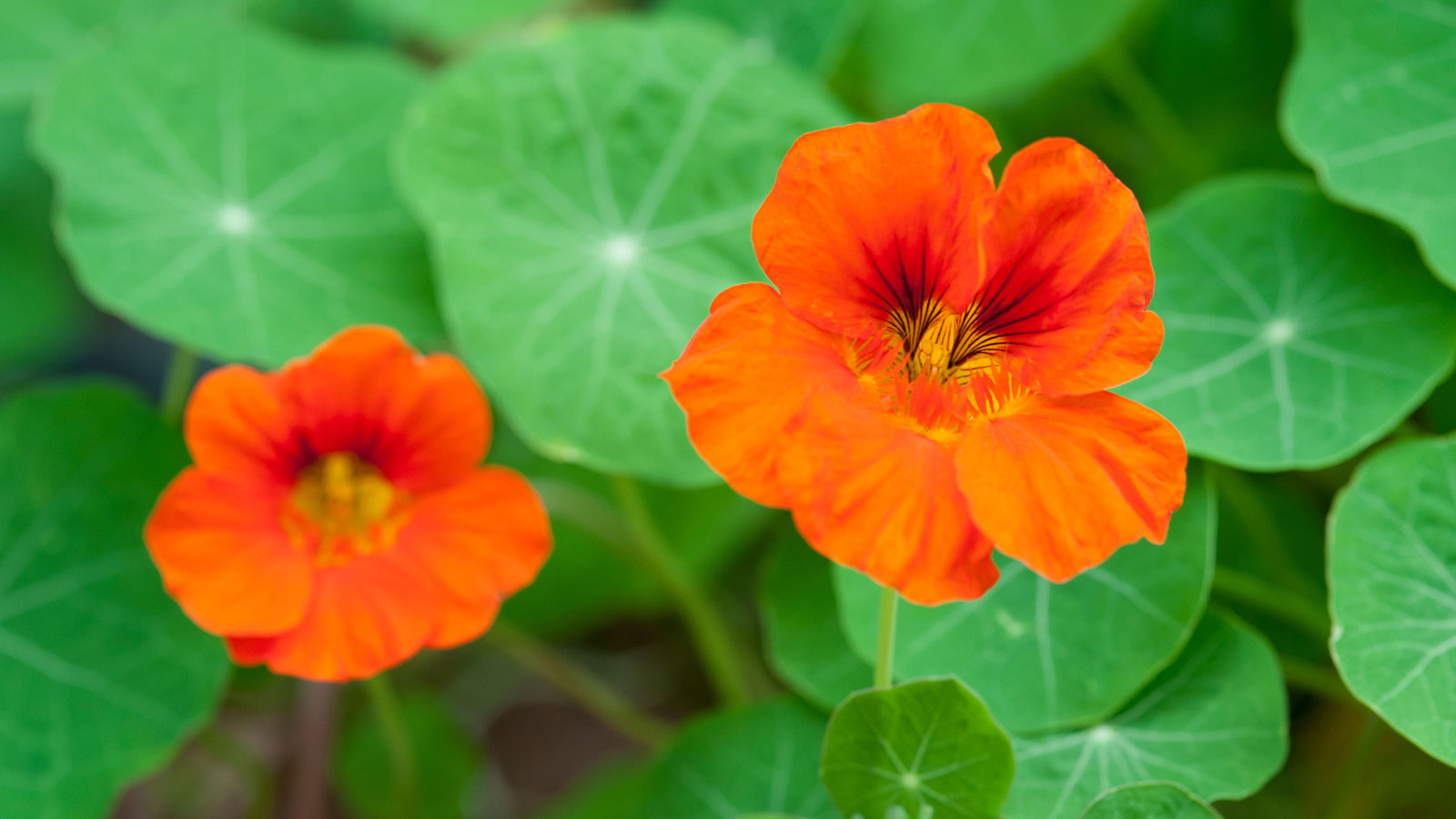 Nasturtium not flowering? Monty Don's simple tip will help | Gardeningetc