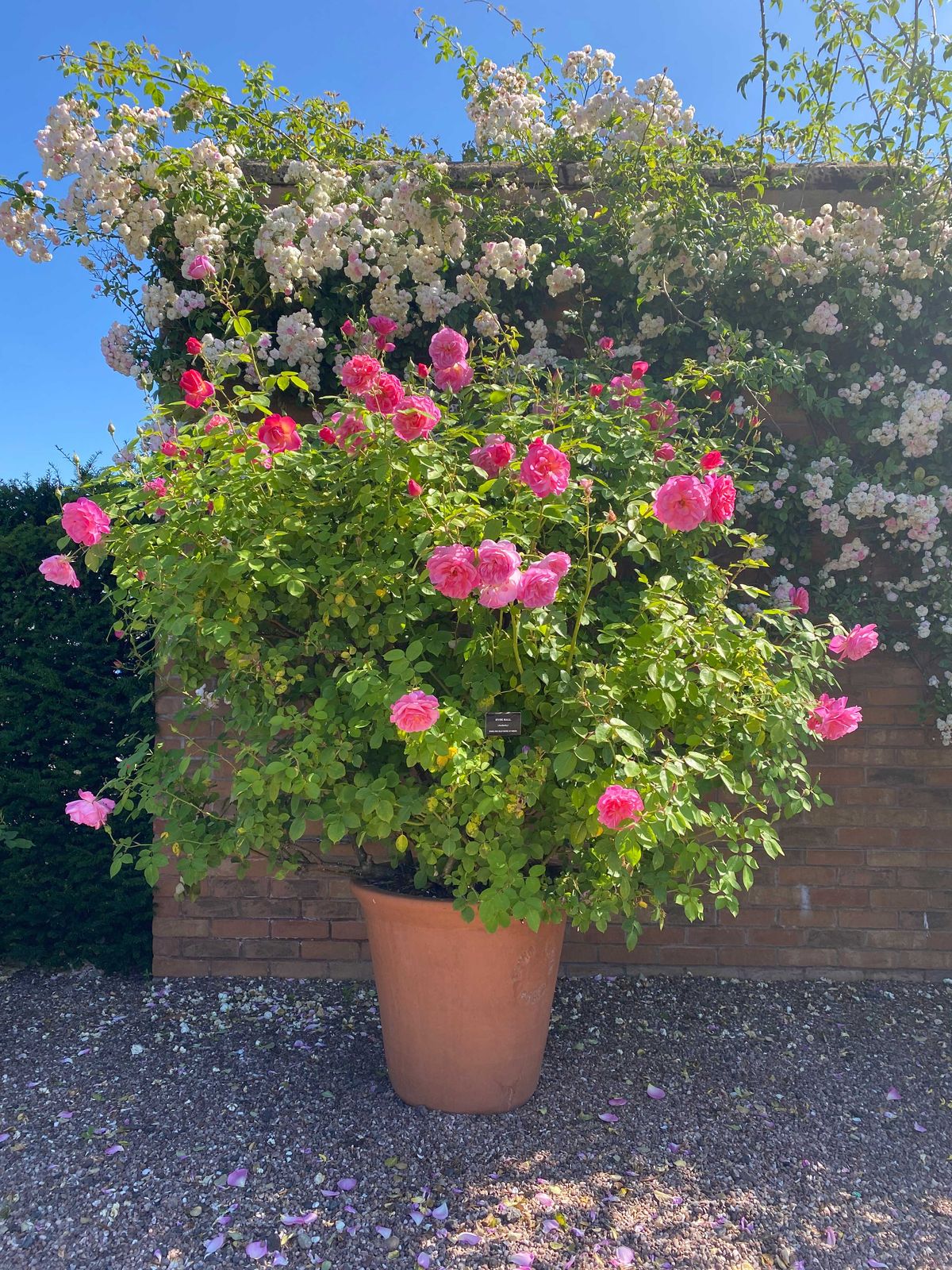 pink rose shrub growing in a large terracotta pot in front of a pale pink climbing rose growing against a wall
