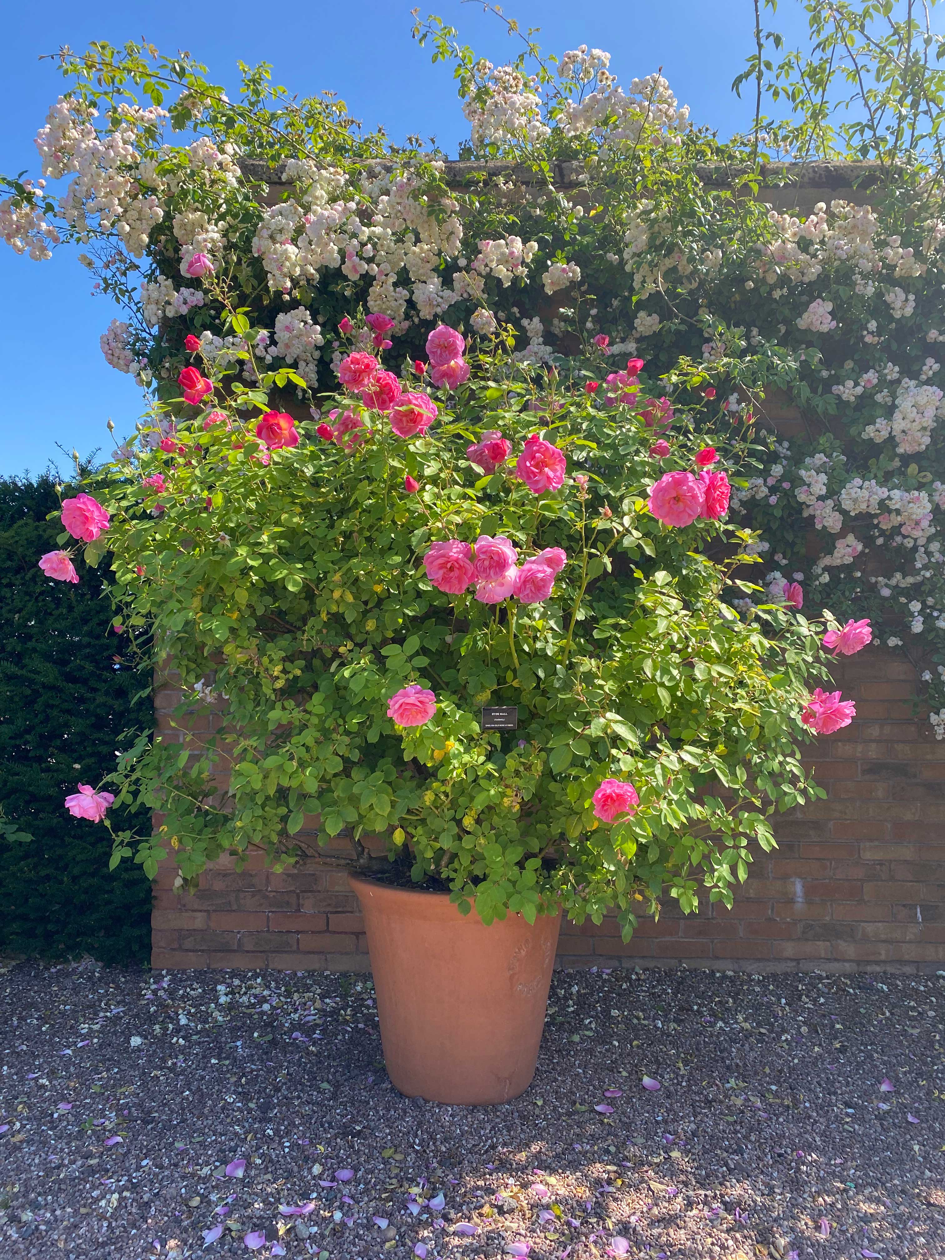 pink rose shrub growing in a large terracotta pot in front of a pale pink climbing rose growing against a wall