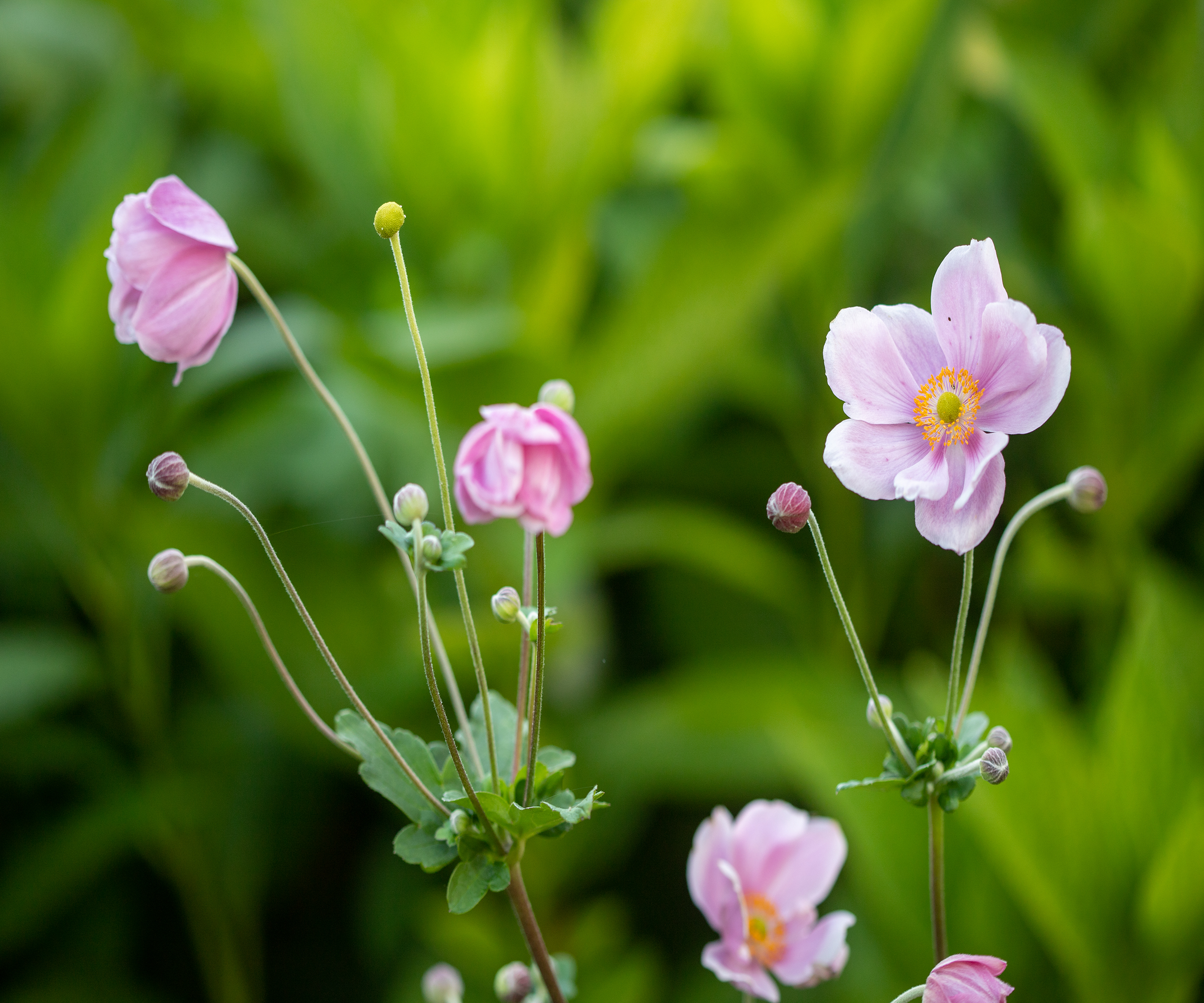Pink flowers of a Japanese anemone plant