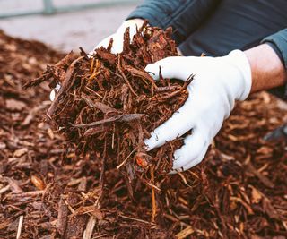 gardener lifting a pile of mulch